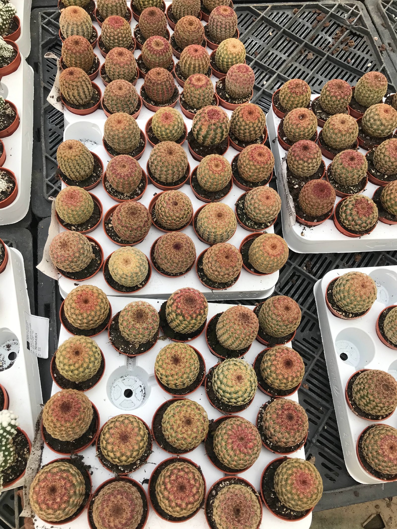 Hedgehog Cactus - Image 3