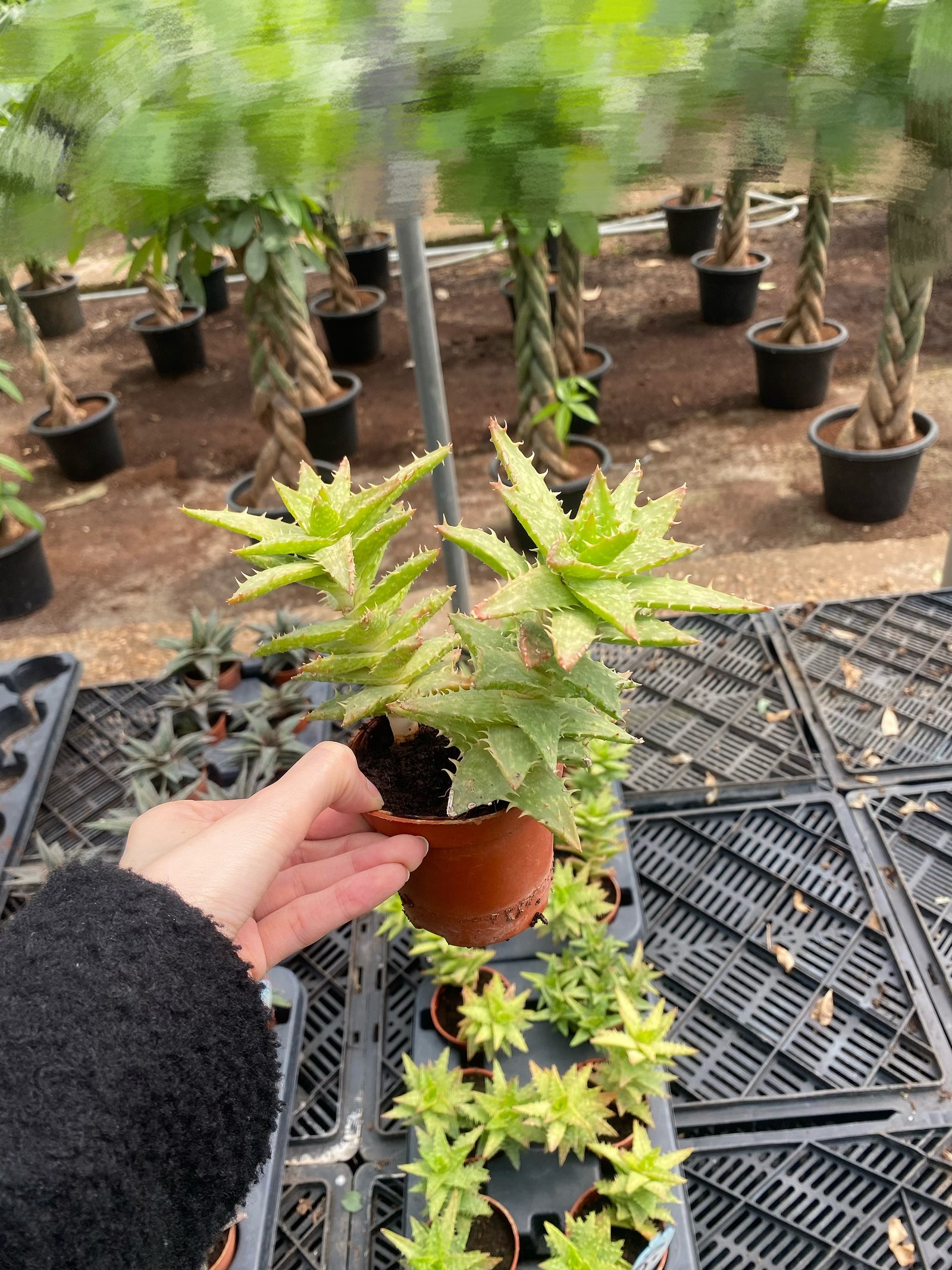 Aloe juvenna - Image 2