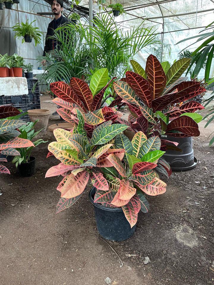 Crotons - Image 4