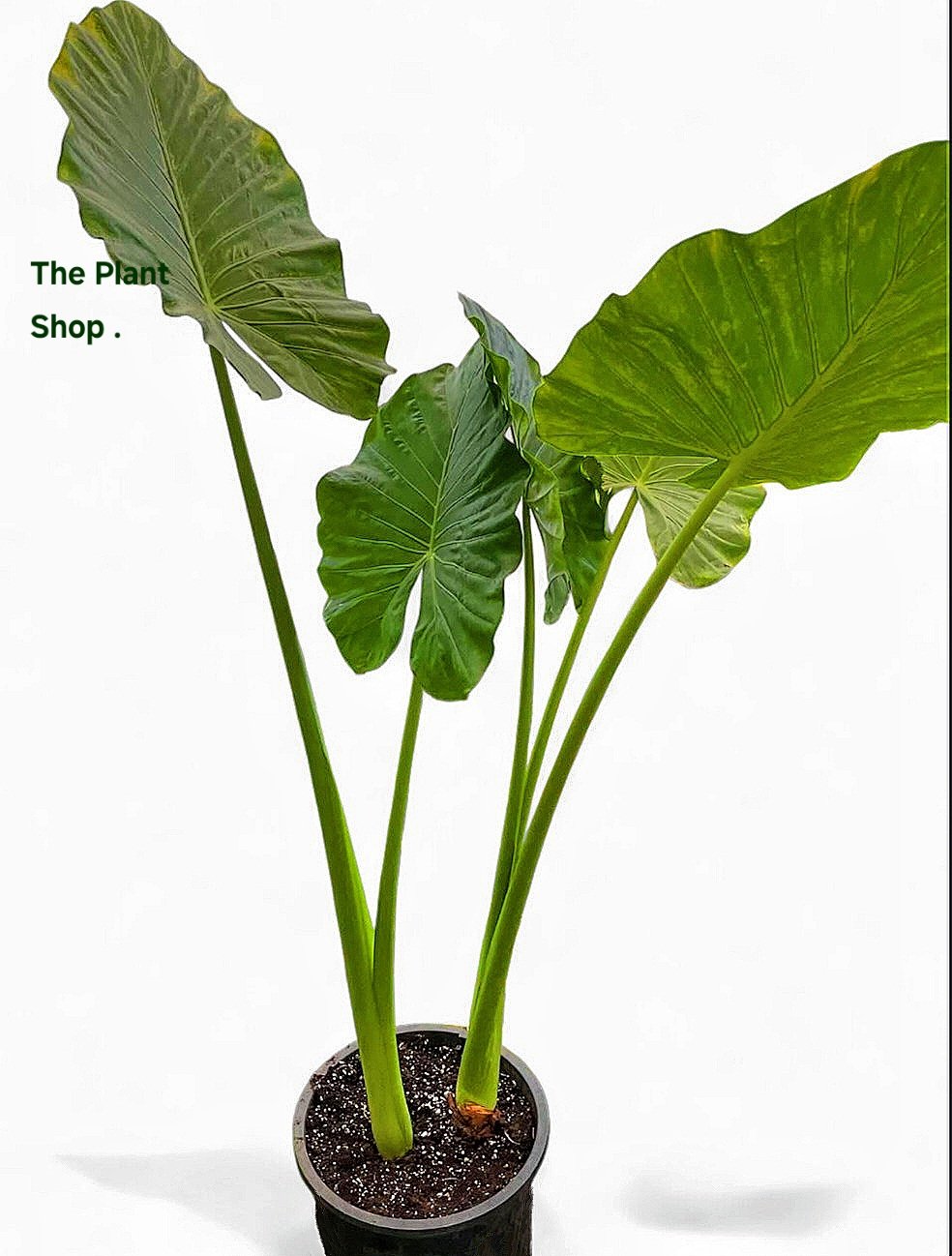 Elephant Ear Alocasia - Image 2