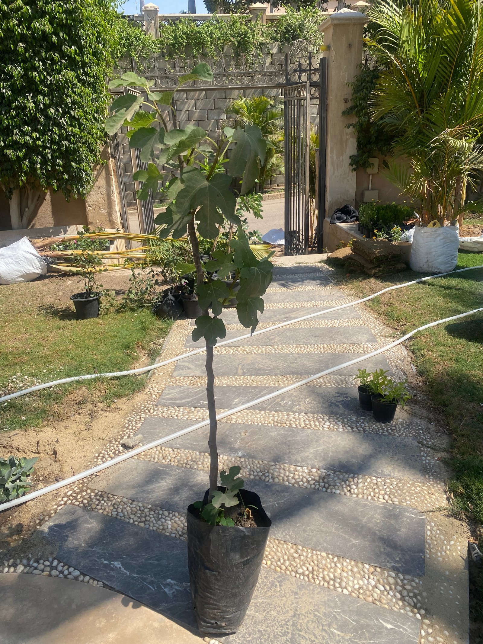 Fig Tree - Image 4