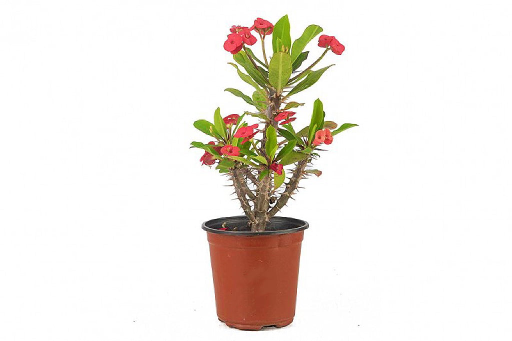 Euphorbia - Image 2