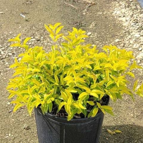 Duranta Lemon - Image 2