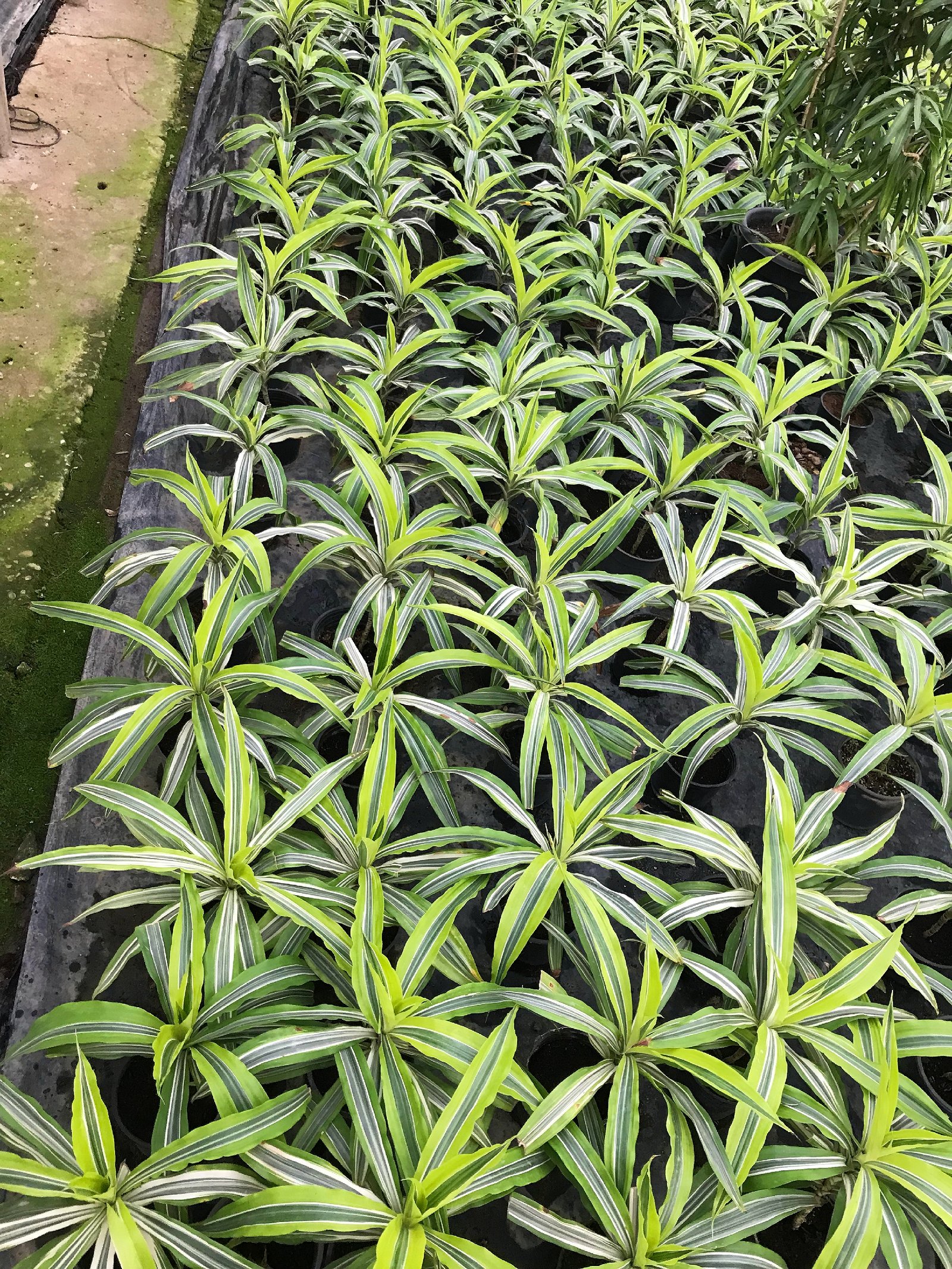 Spider Plant  - Image 5