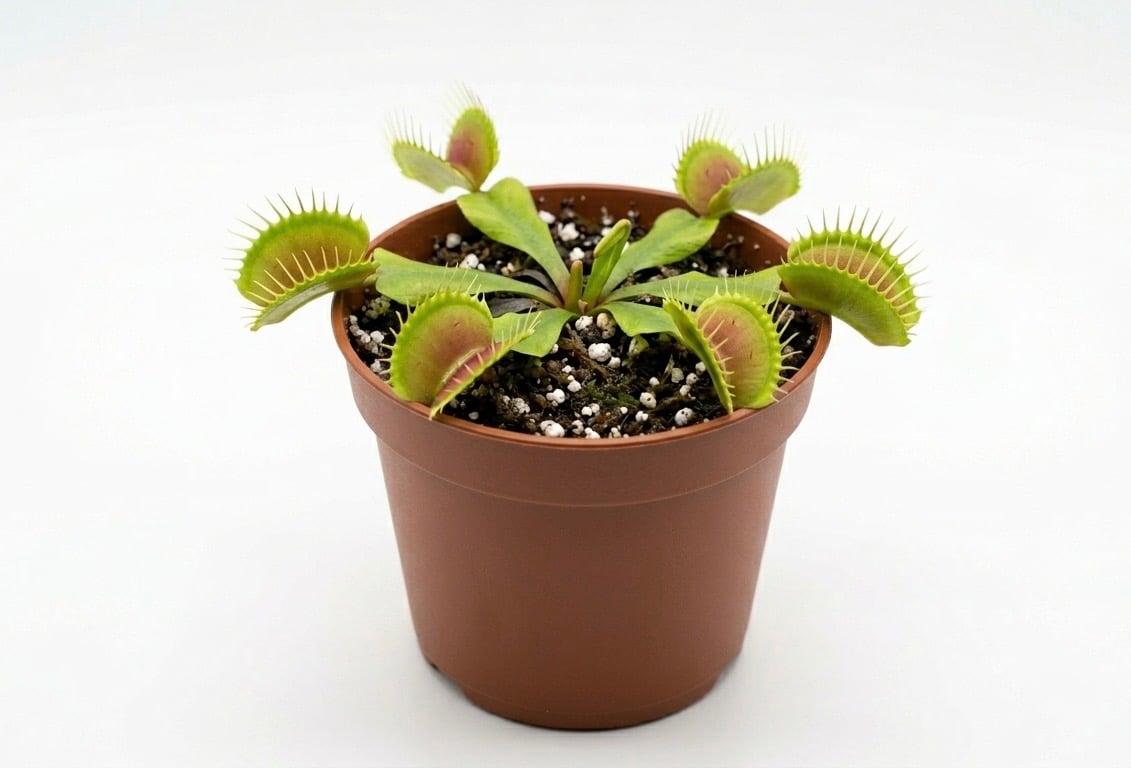 Venus Fly Trap - Image 2