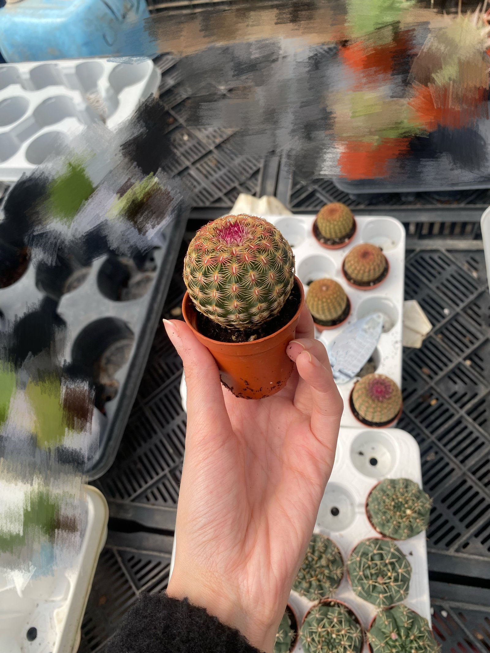 Hedgehog Cactus - Image 4