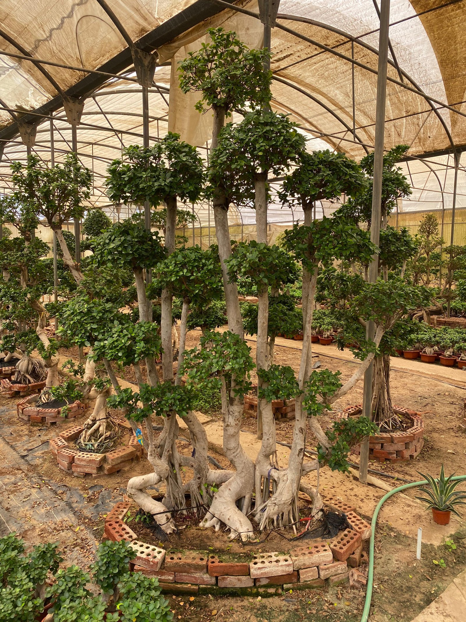 Full Size Bonsai Tree - Majestic - Image 1