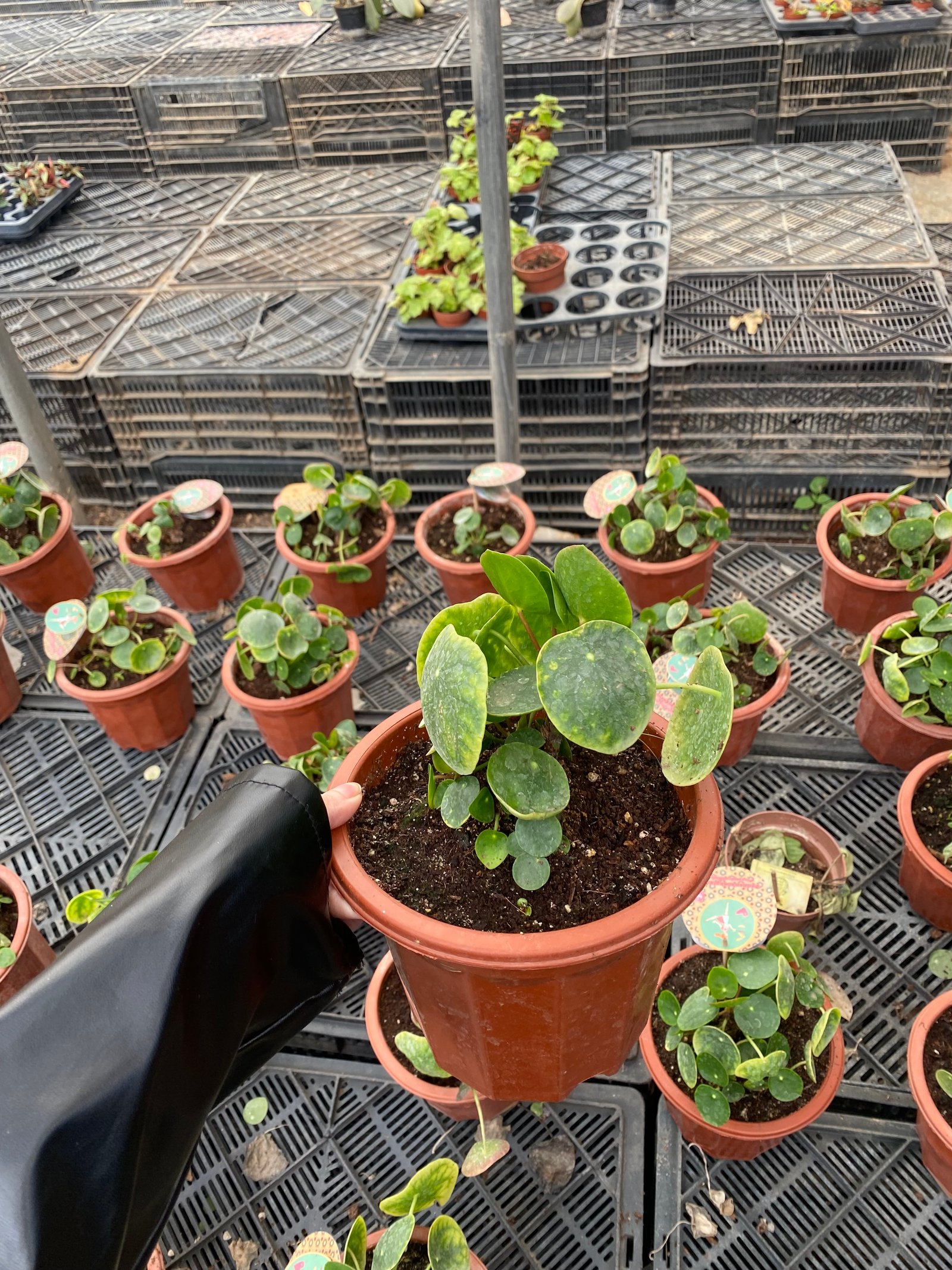 Pilea ( Chinese Money ) - Image 2