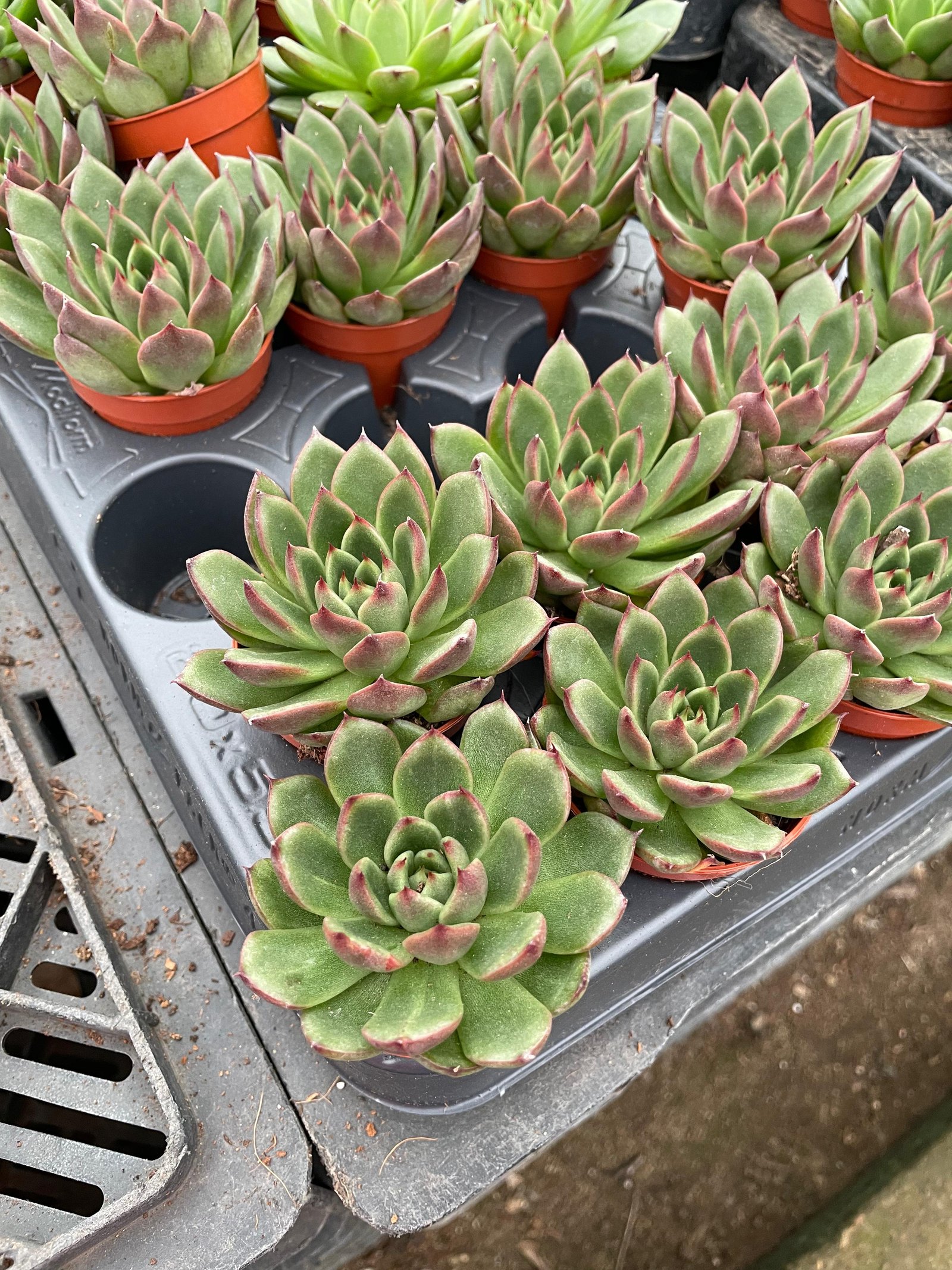 Echeverias Cactus - Shape 5 - Image 2