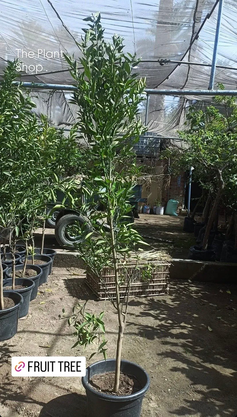Tangerine Tree - Image 2
