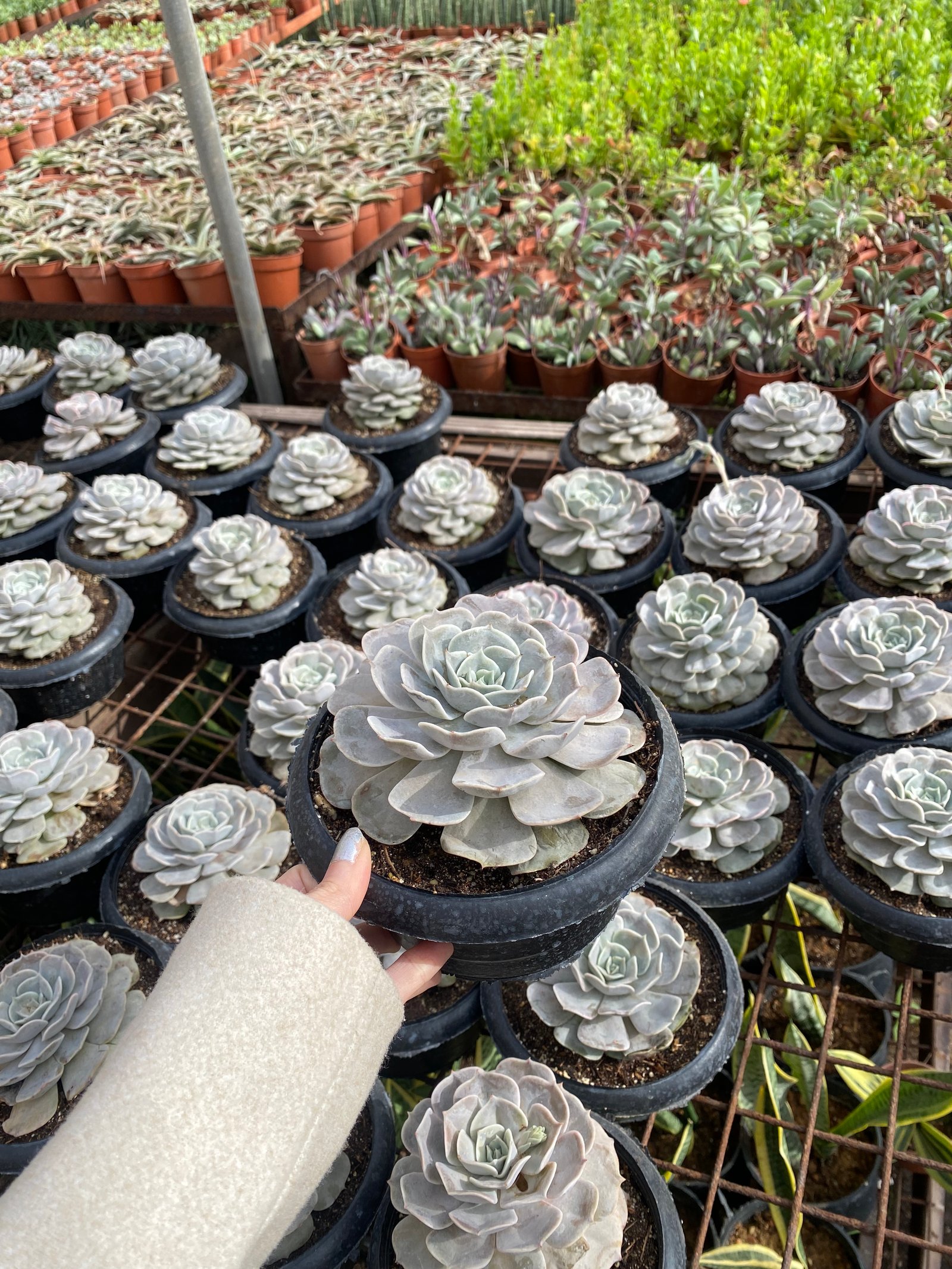 Jumbo Echeverias ( 4) - Image 2