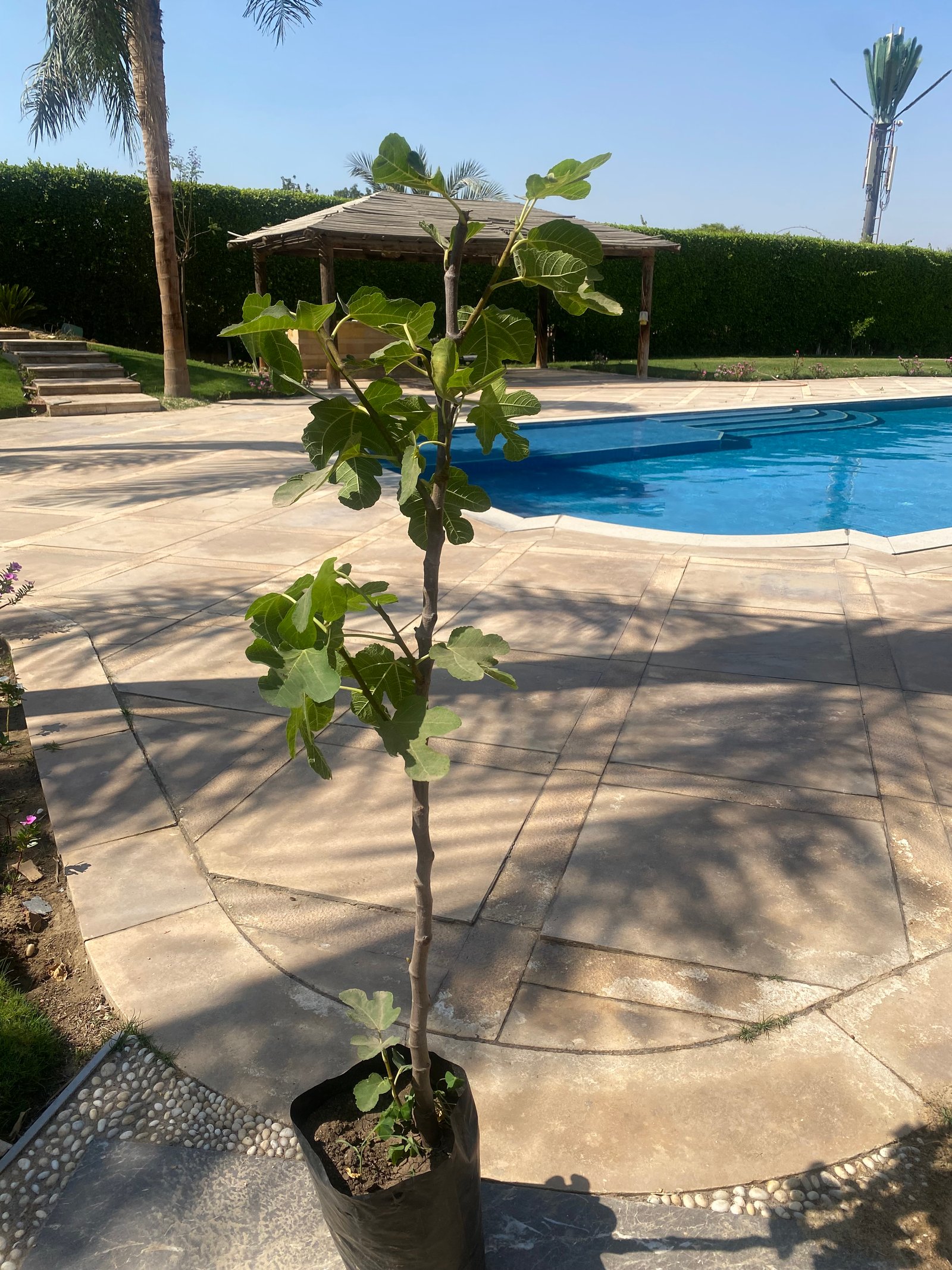 Fig Tree - Image 3