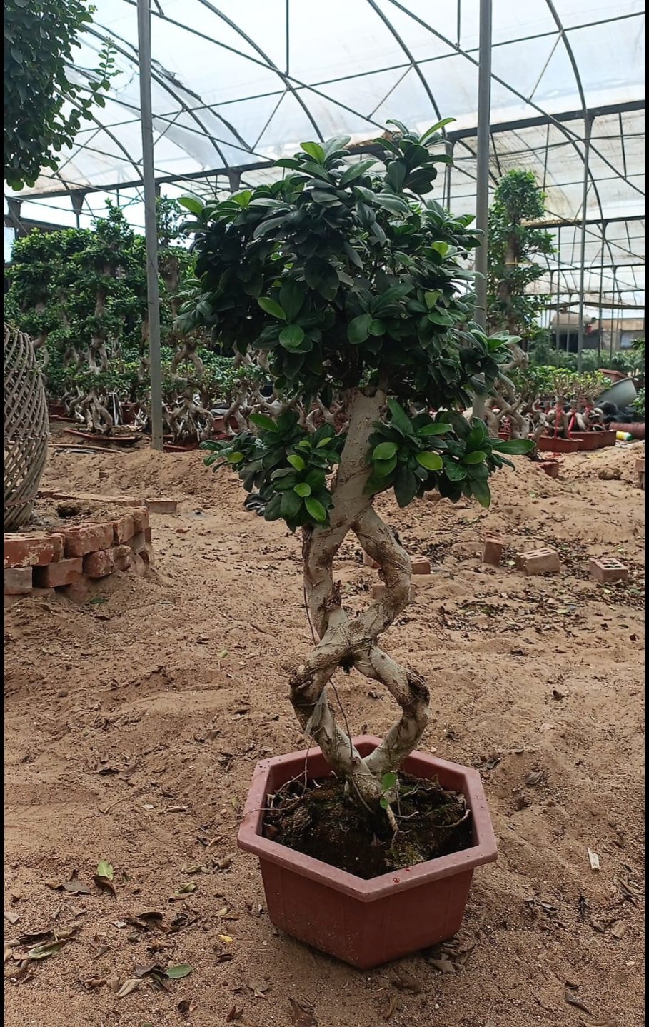 (8) Shape Bonsai - Image 5