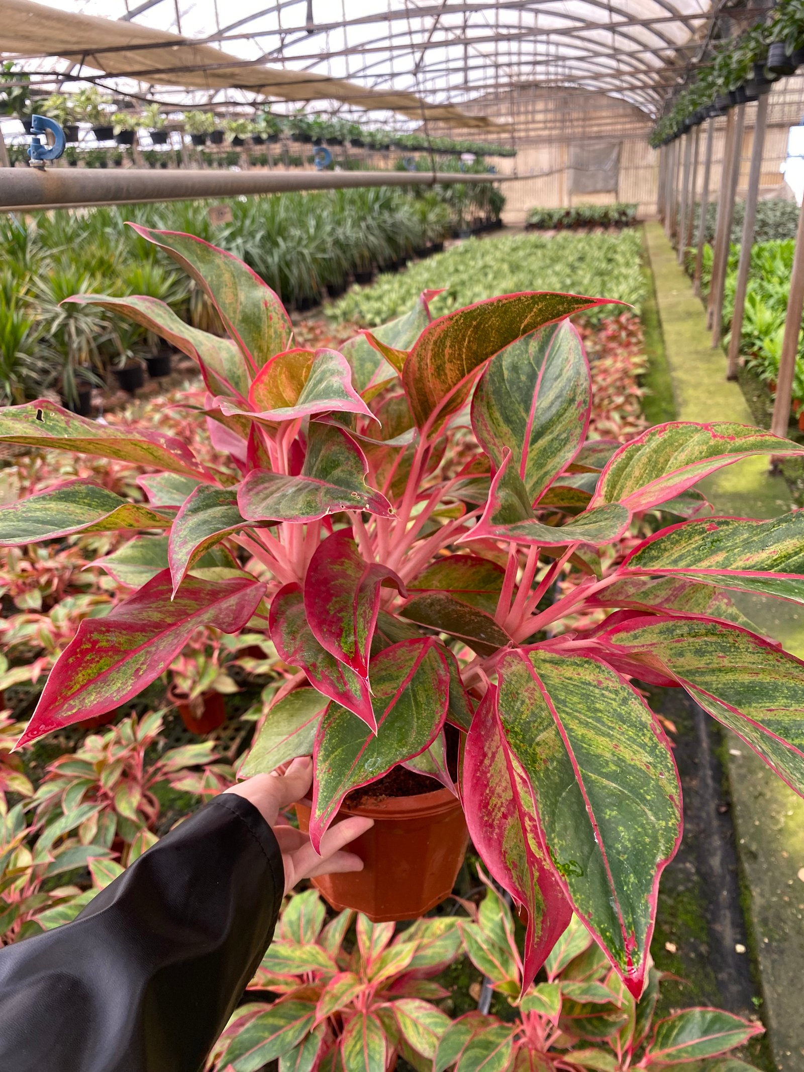 Aglonema  - Image 6
