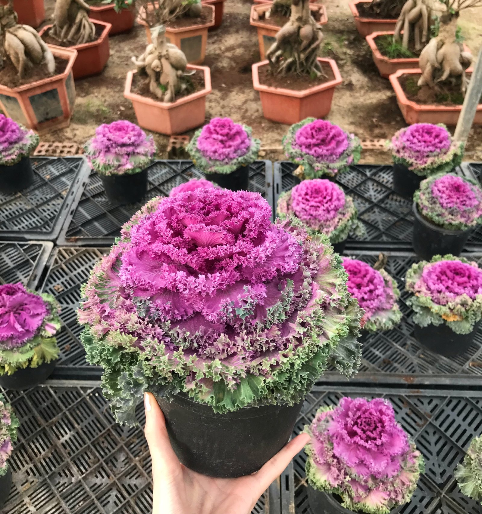 Purple Kale - Image 1