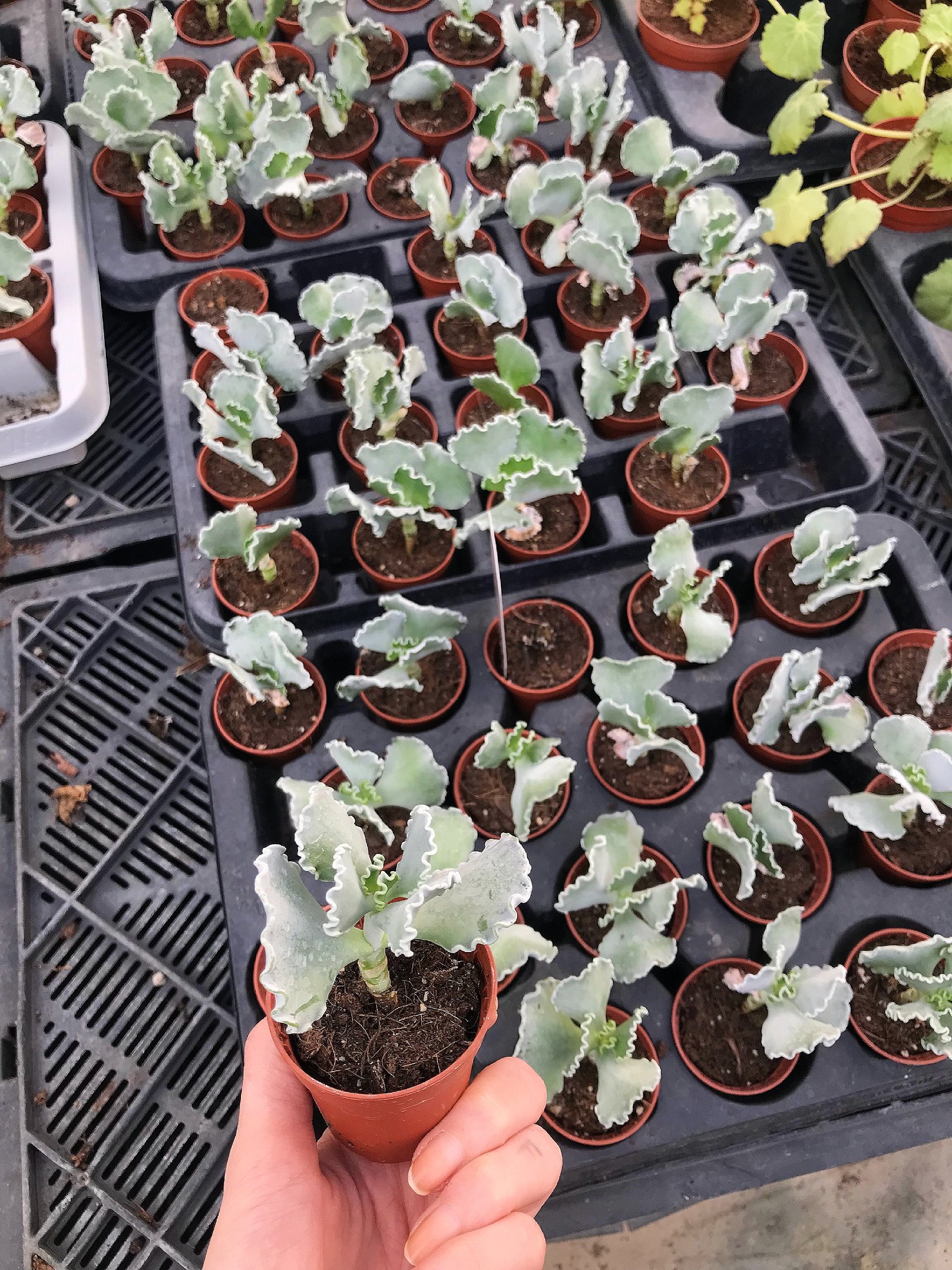 Cotyledon Undulata - Image 1