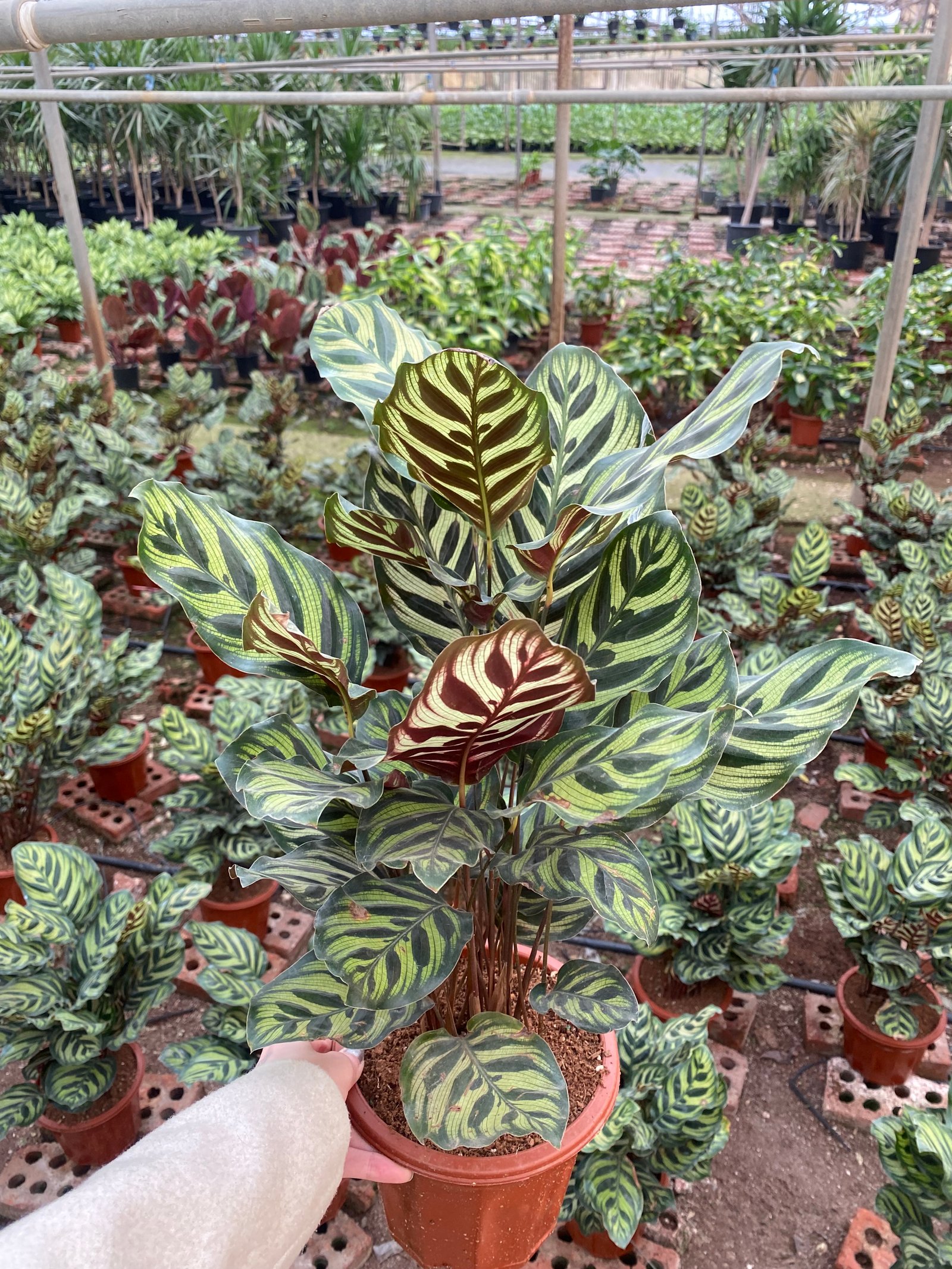 Calathea Makoyana - Image 2