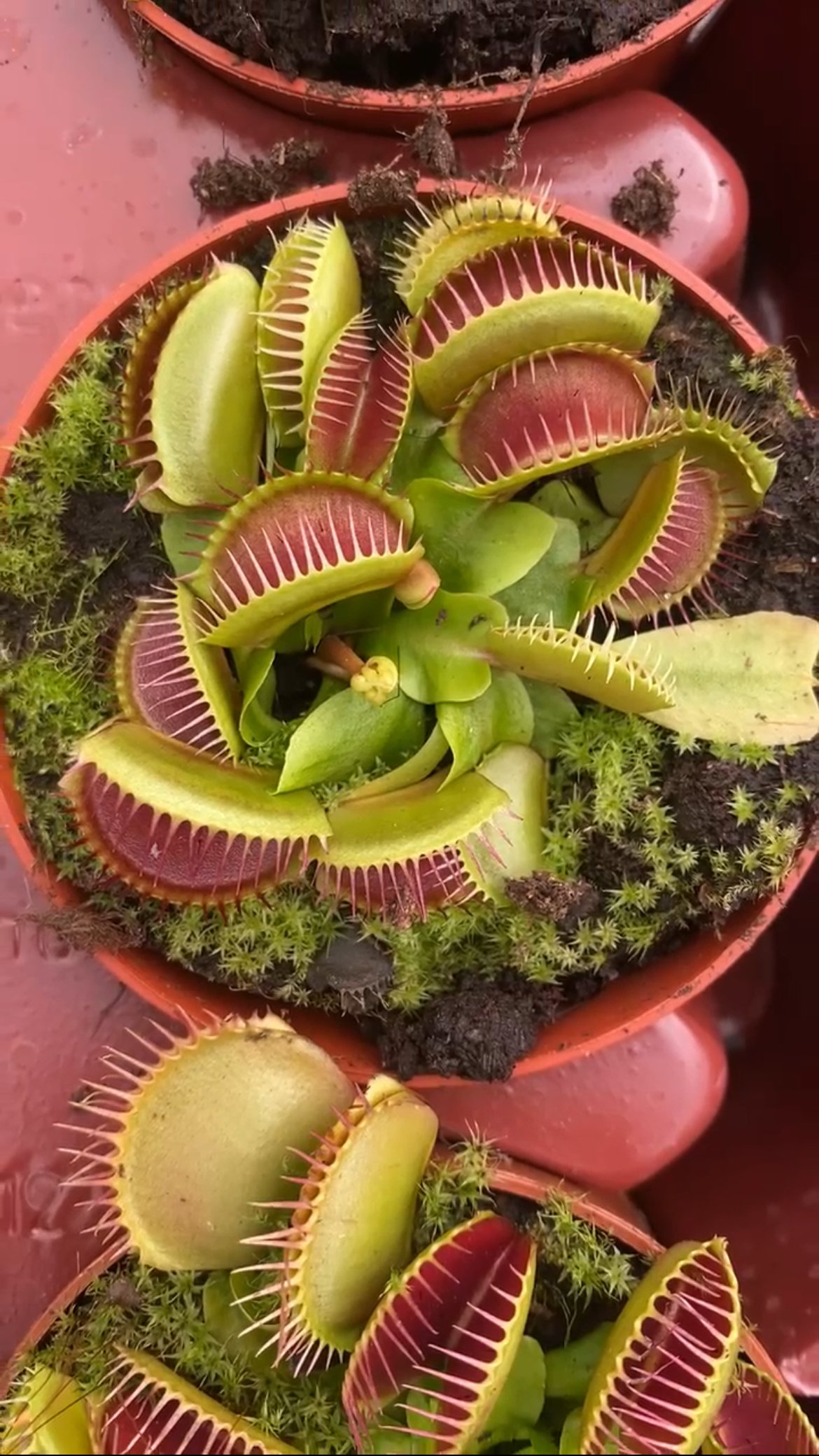 Venus Fly Trap - Image 1