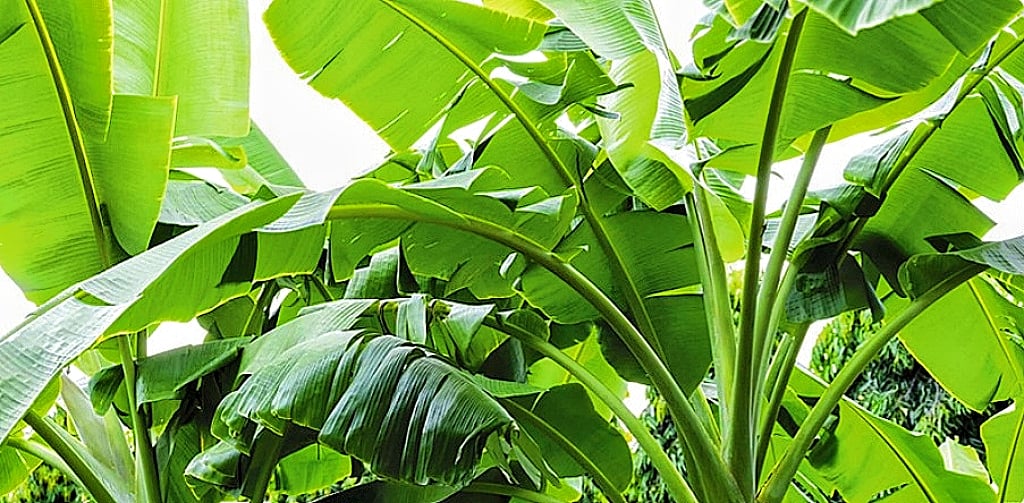 Banana Tree  - Image 3