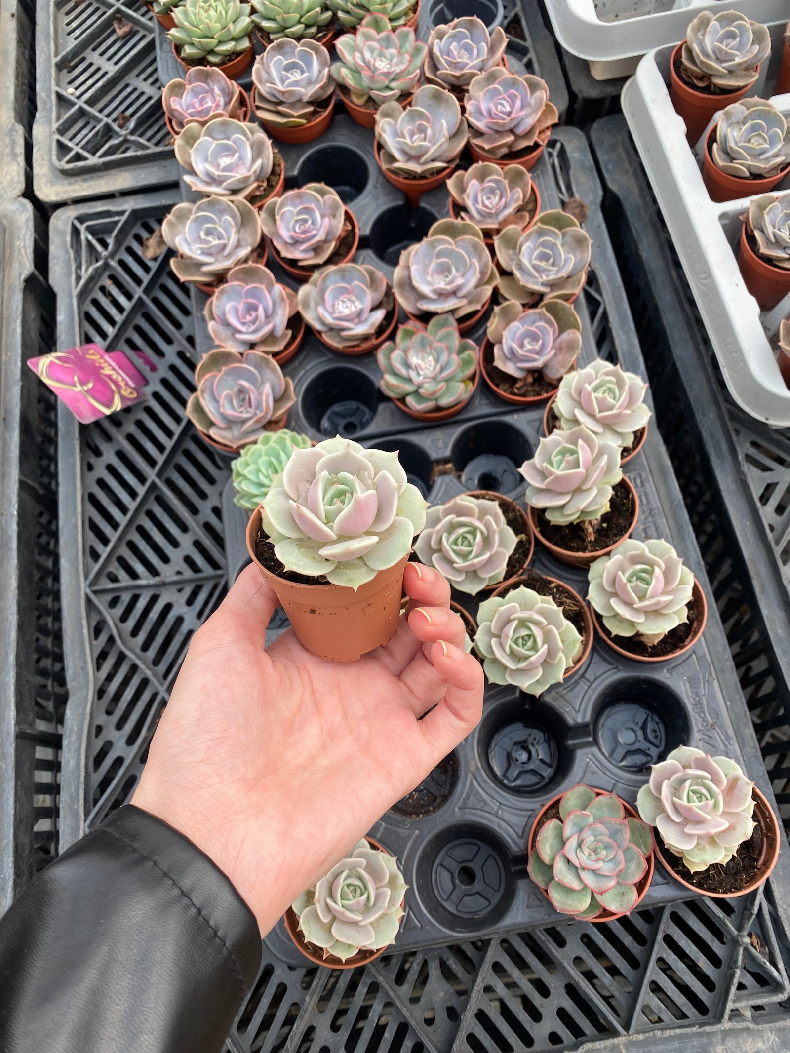 Echeveria Lola - Image 1