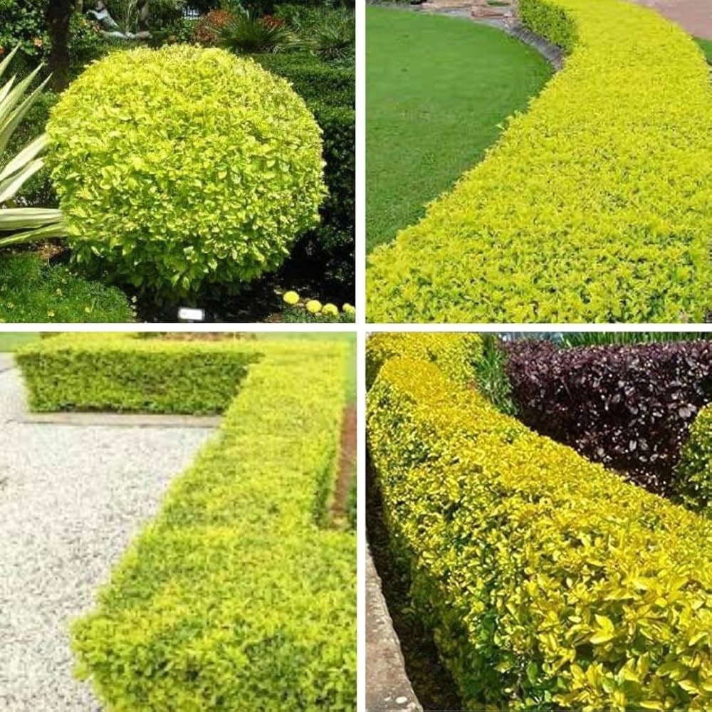 Duranta Lemon - Image 3