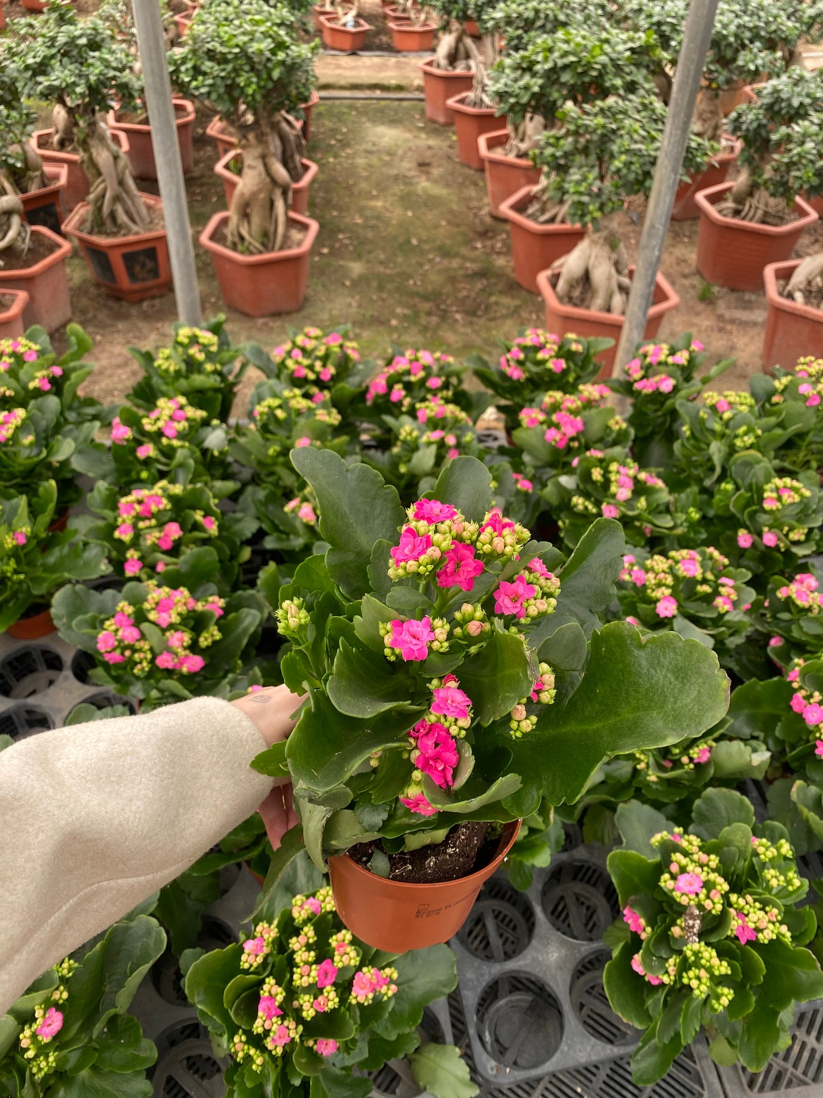 Florist Kalancheo - Image 15