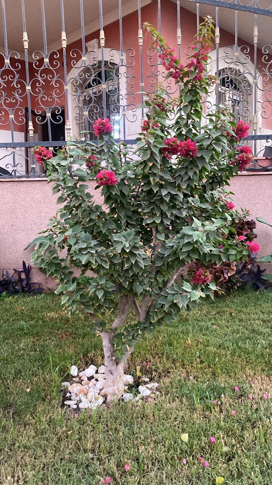 Bougainvillea Bonsai  - Image 2