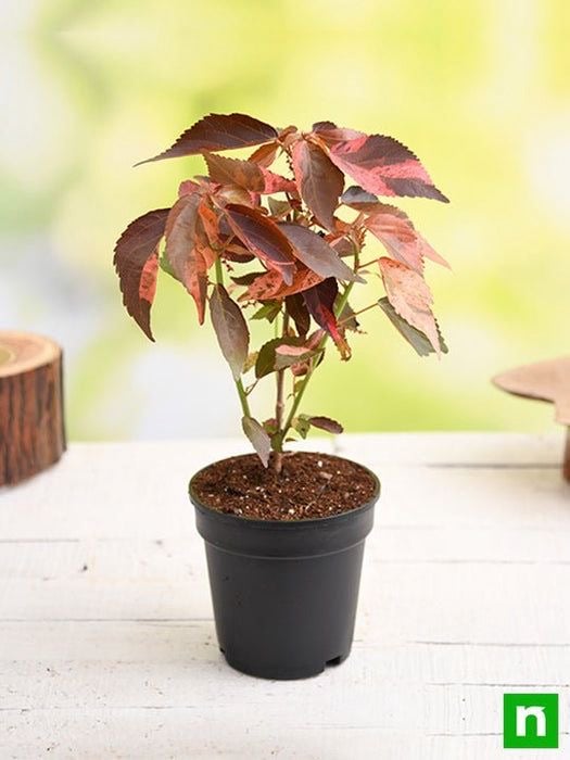 Copper Leaf) Acalypha) - Image 3
