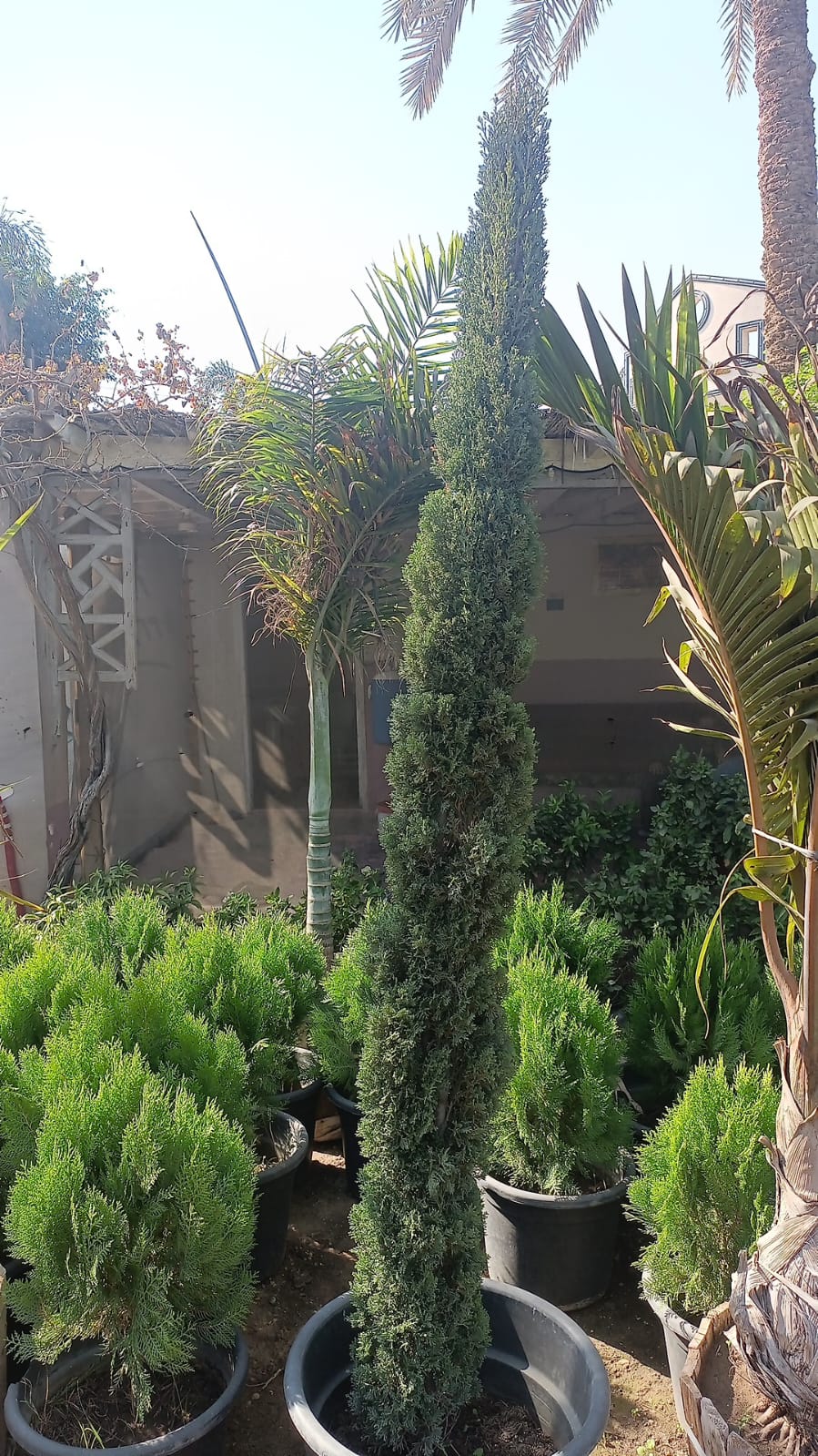 Italian Cypress - Image 2