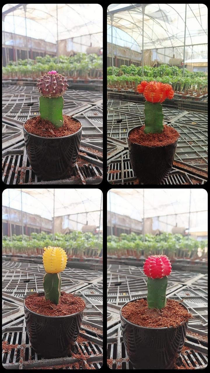 Bundle of 3 Neon Cactus - Image 2
