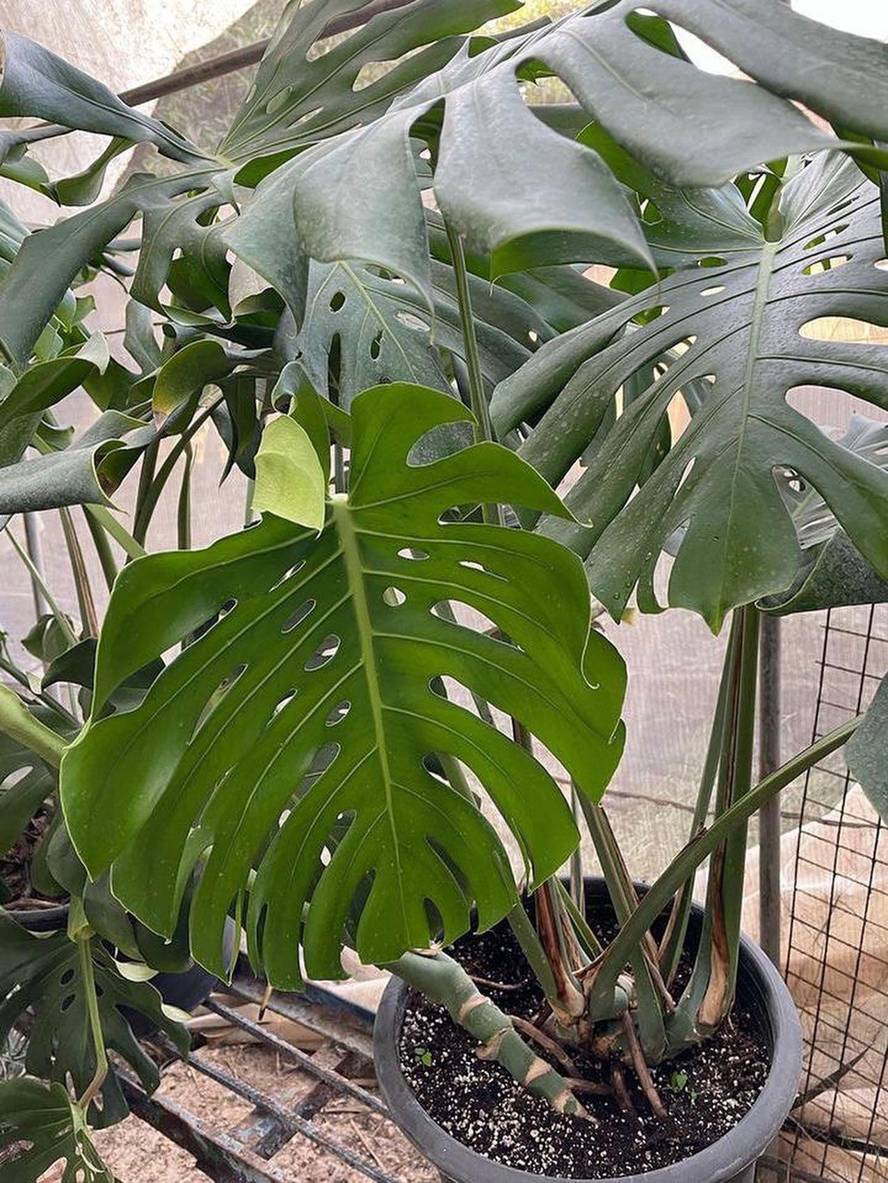 Monstera Rib Cage - Image 6