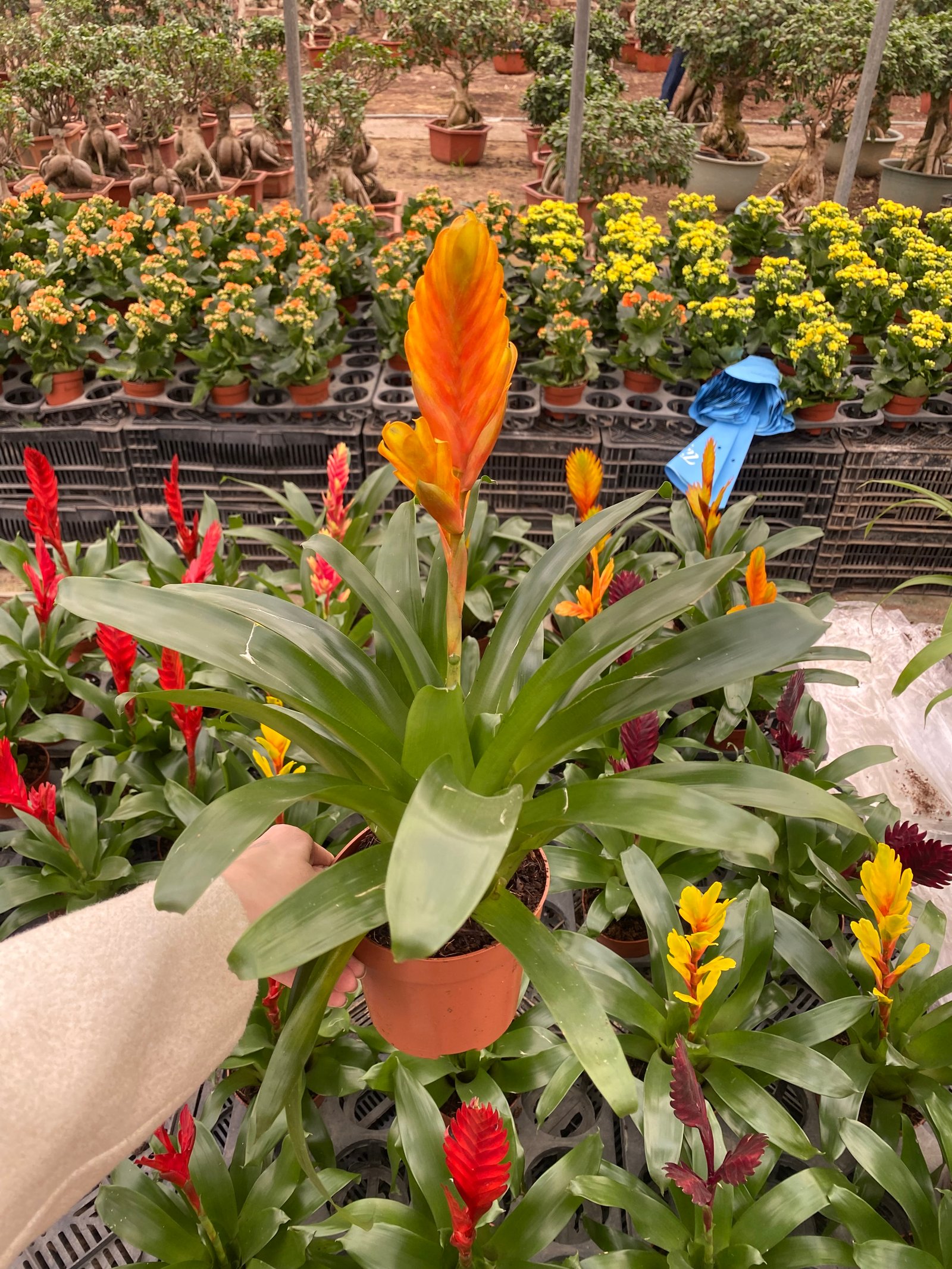 Vriesea Carinata - Image 2