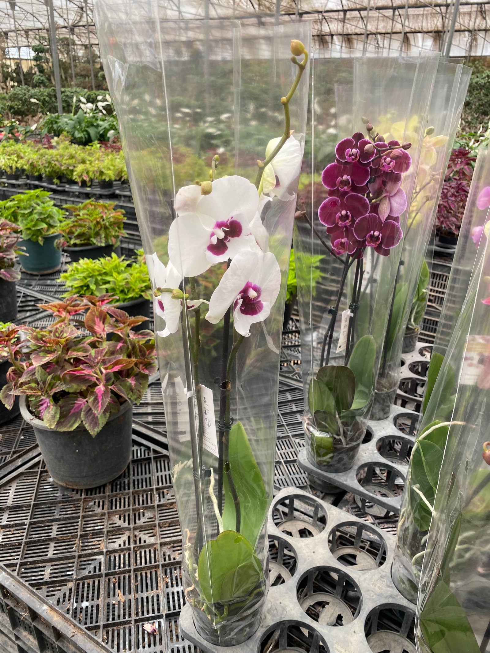 Royal Orchids - Image 16