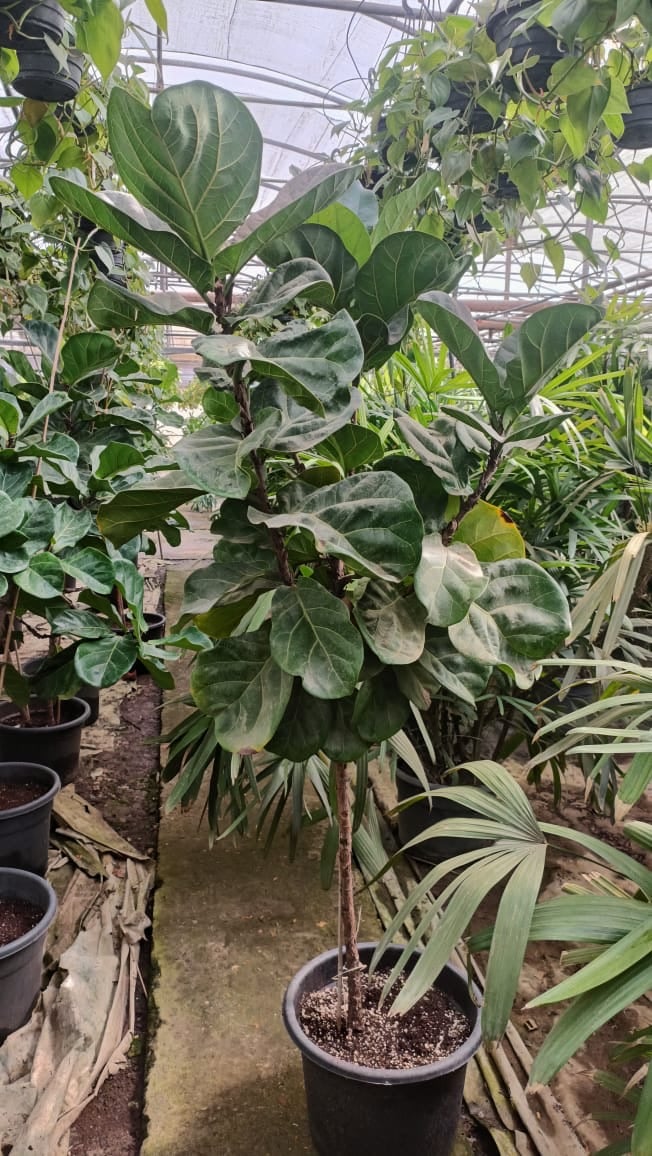 Fiddle Leaf Fig - Image 8