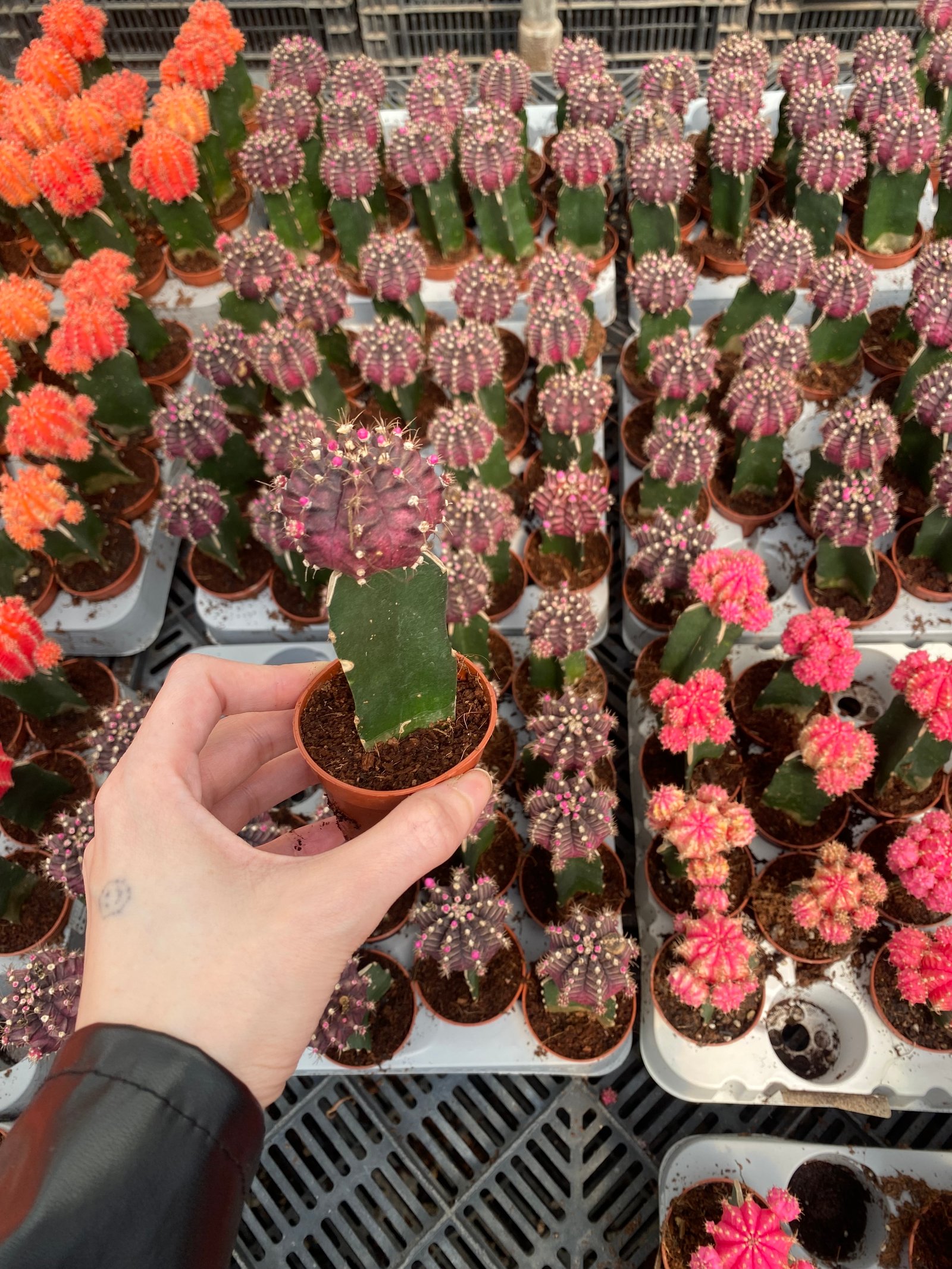 Bundle of 3 Neon Cactus - Image 6