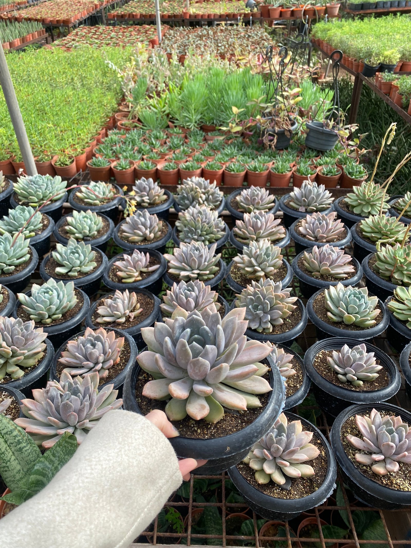 Jumbo Echeverias (3) - Image 2