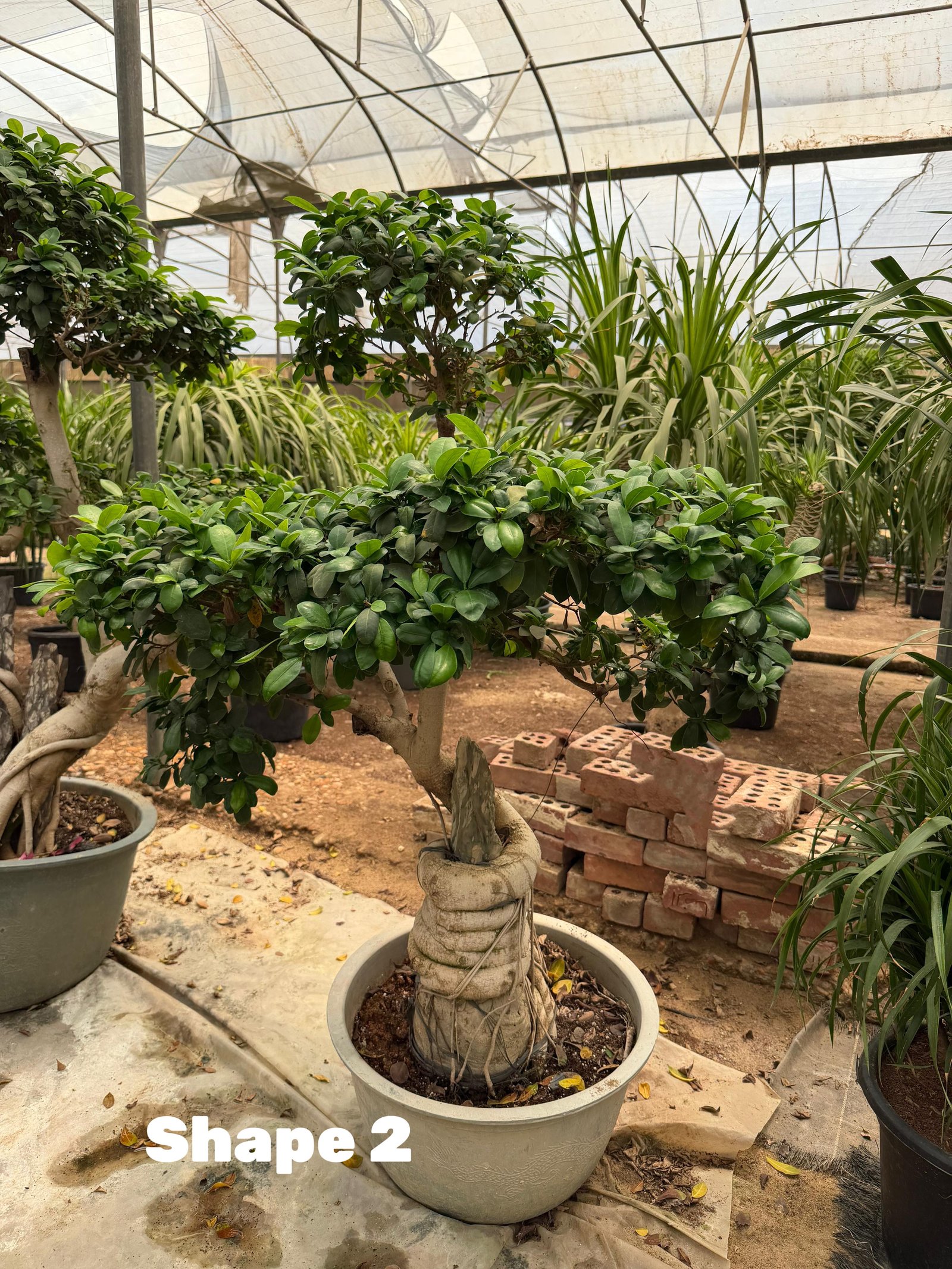 Bonsai Shape 2 - Image 1