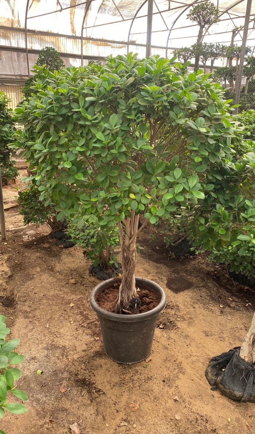 Ficus Panda - Image 6