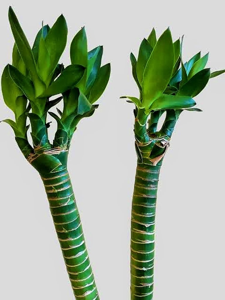 Lotus Bamboo  - Image 3