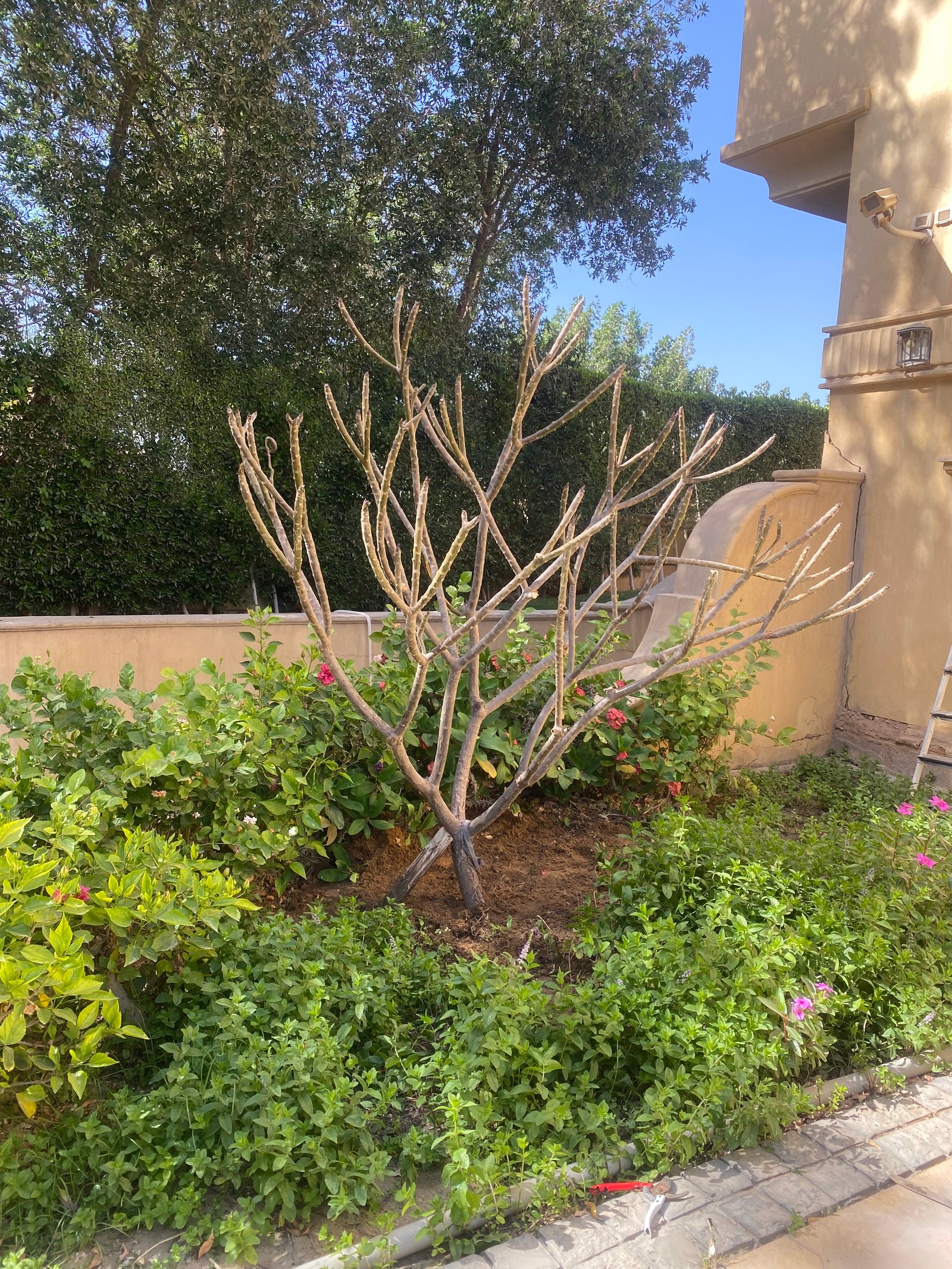 Indian Jasmine  - Image 10