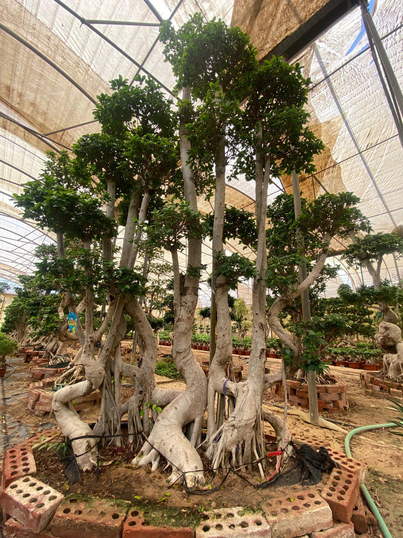 Full Size Bonsai Tree - Majestic - Image 2