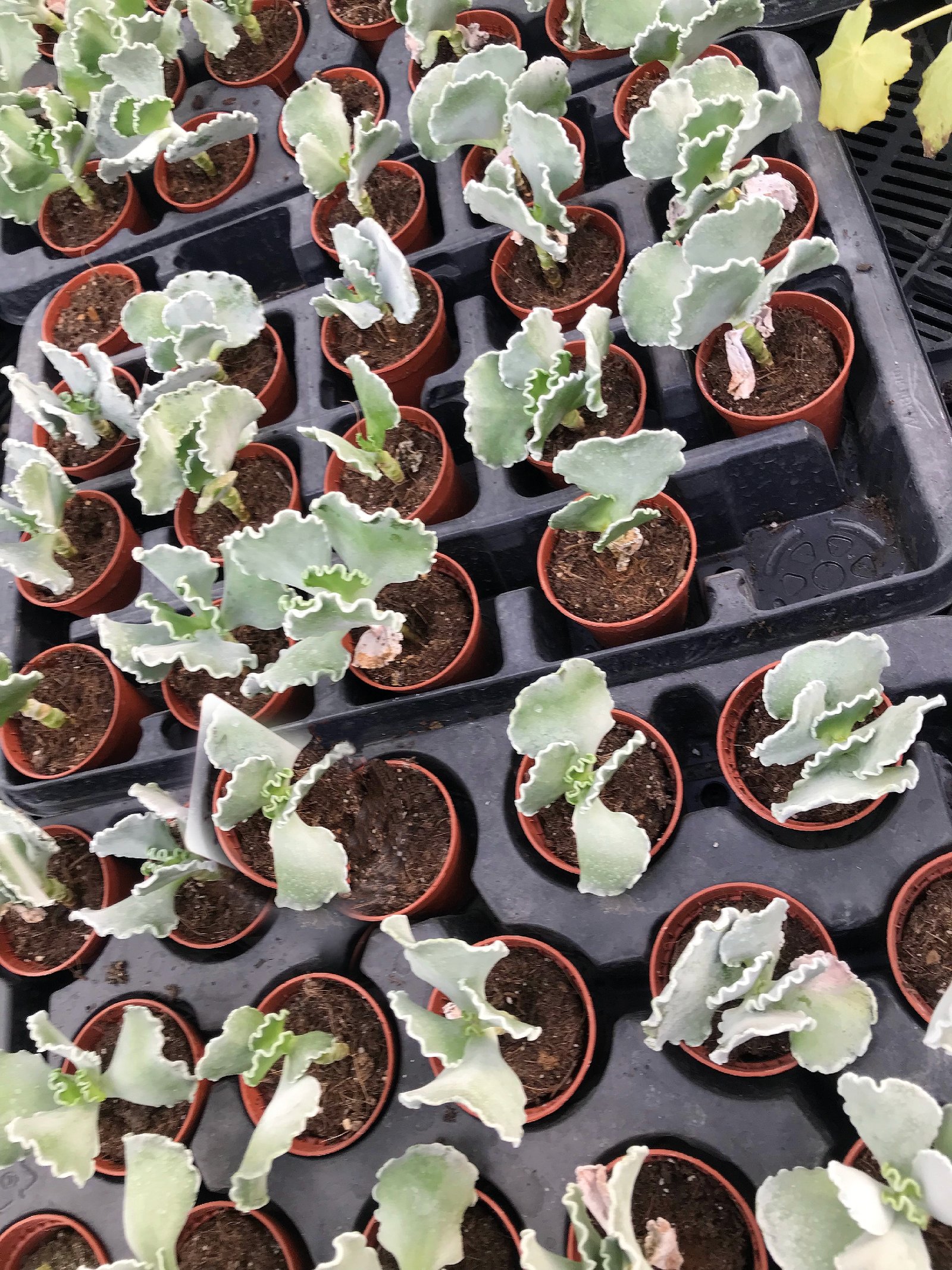 Cotyledon Undulata - Image 2