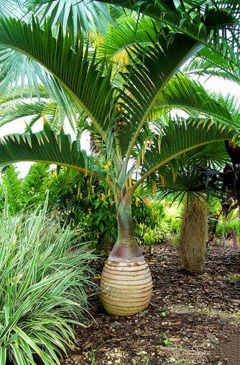 Bottle Palm - Image 5