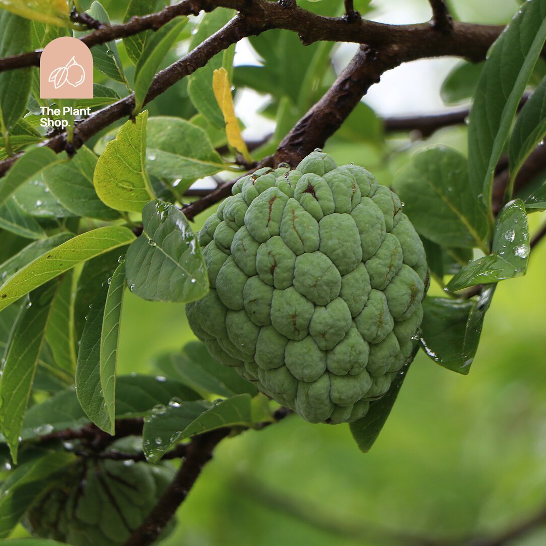 Eshta Tree - Image 1