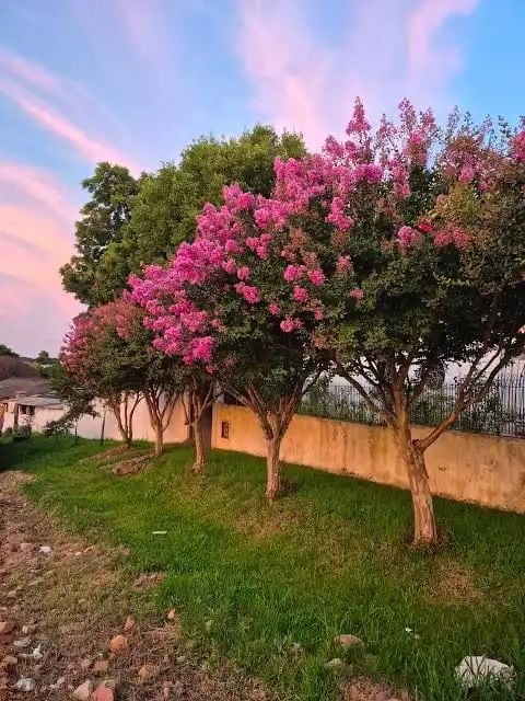 Crepe Myrtle - Image 5