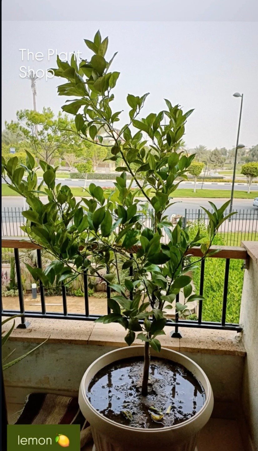 Lemon Banzheer Tree - Image 2