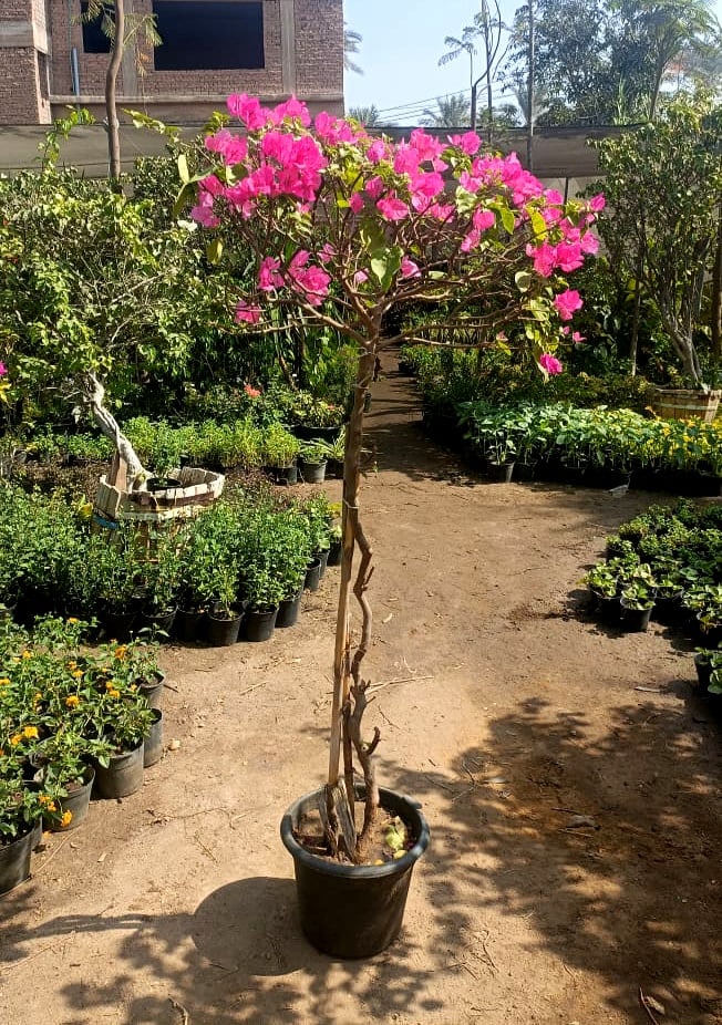 Bougainvillea  - Image 3