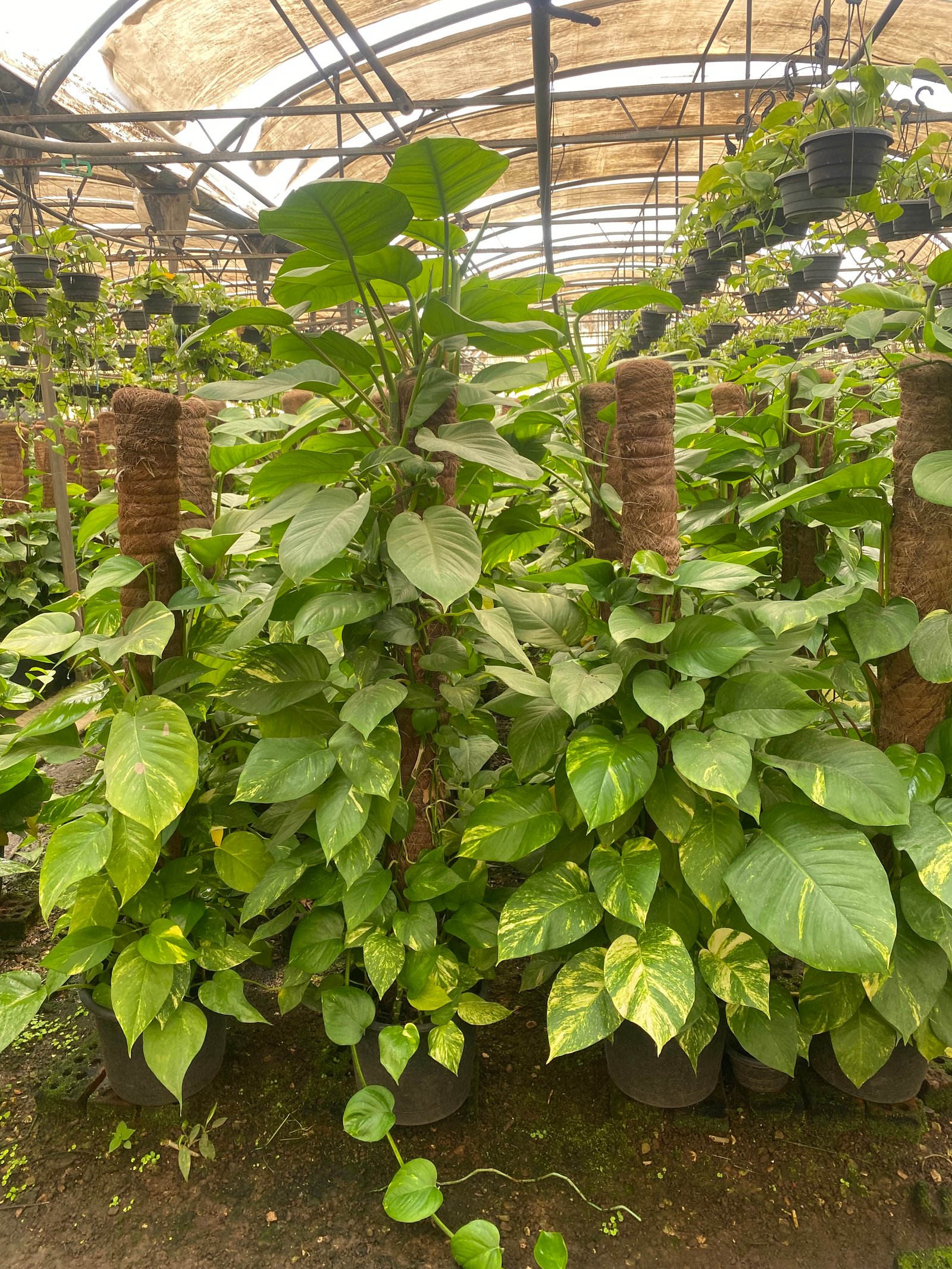 Giant Golden Pothos  - Image 3
