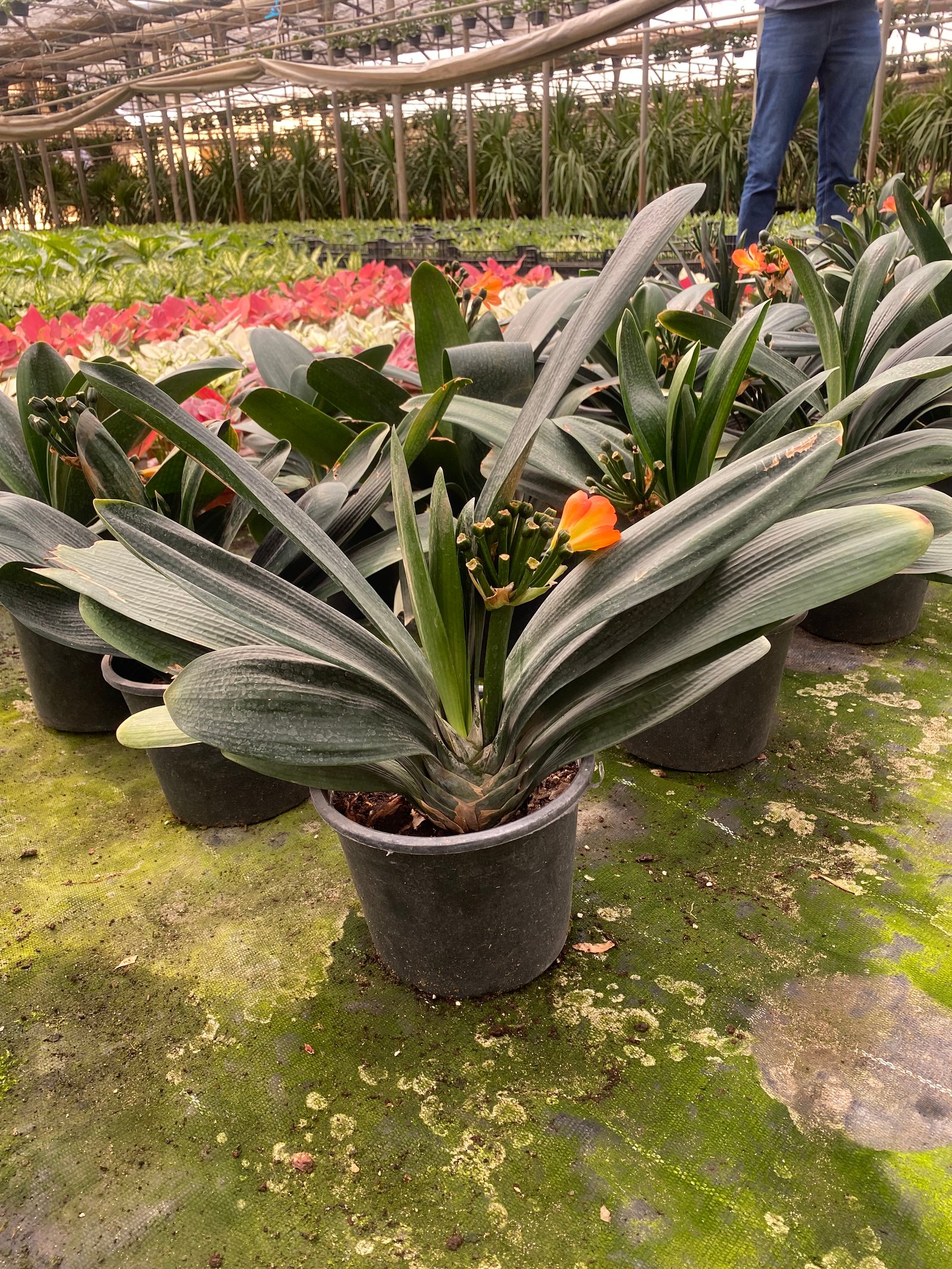 Clivia miniata - Image 4