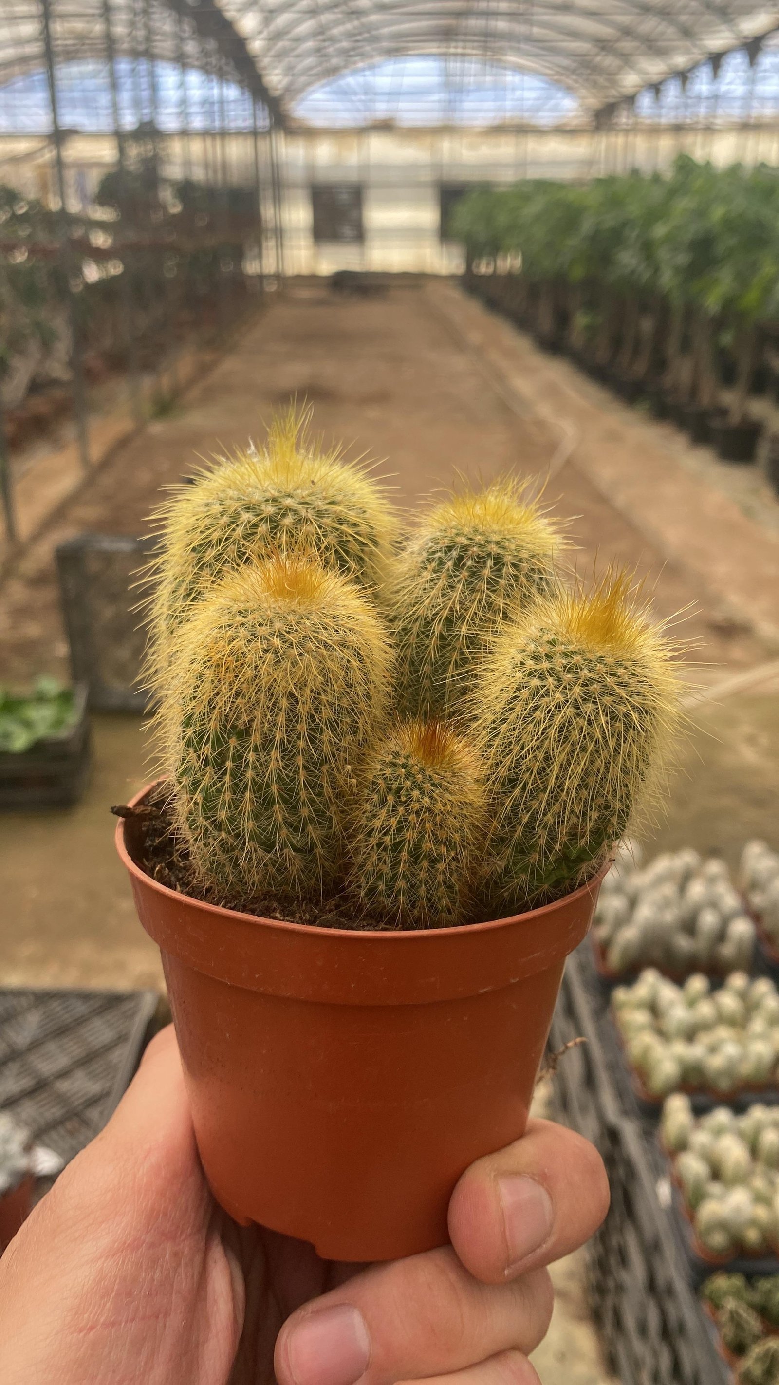 Parodia Cactus - Image 2